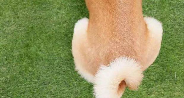 狗狗屁股受伤了怎么办？如何进行紧急处理和护理？