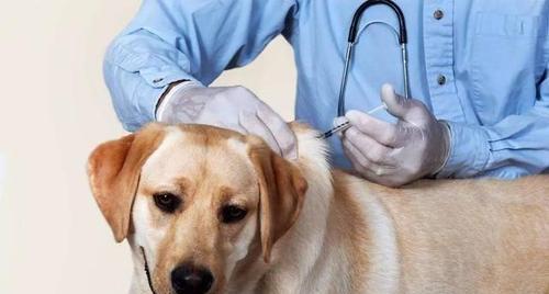 狗狗被咬后需要接种哪种疫苗？处理流程是怎样的？