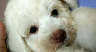 狗狗鼻子干是什么原因？如何判断狗狗健康状况？
