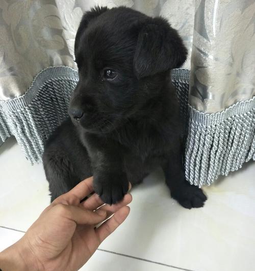 狗狗便便黑色是什么原因？如何处理？