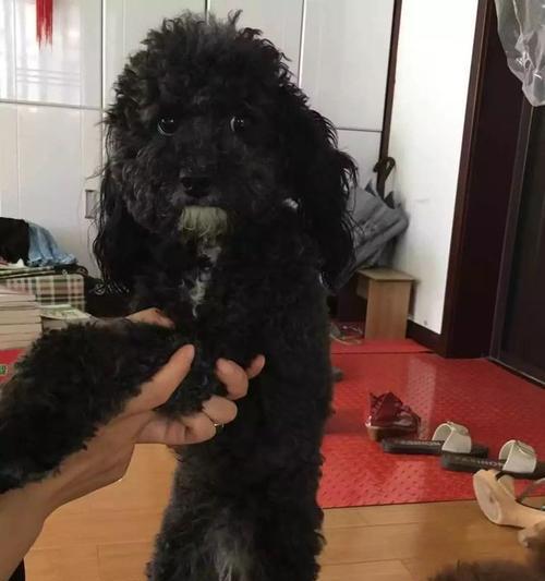 狗狗便便黑色是什么原因？如何处理？