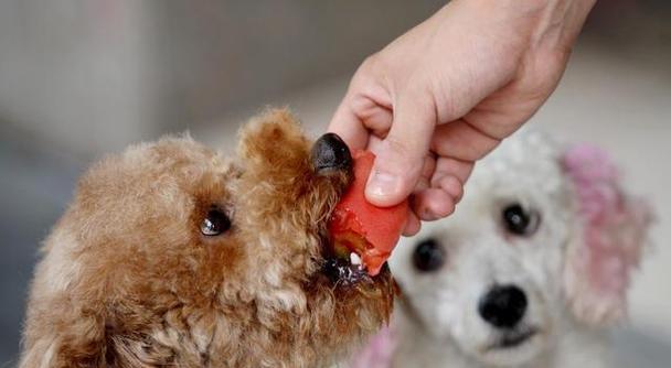 狗狗不吃狗粮嗜睡怎么办？如何解决宠物饮食问题？