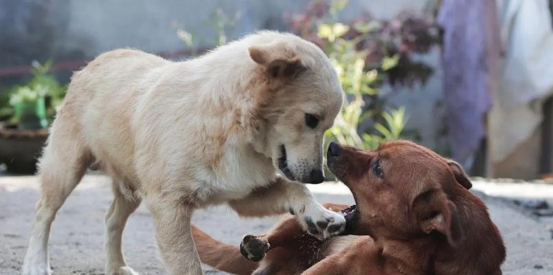 狗狗吃便便是否会导致狂犬病？狂犬病传播途径有哪些？