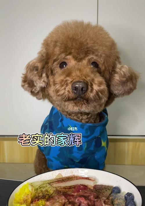 狗狗的早餐应该包含哪些营养成分？如何为不同品种的狗狗准备早餐？