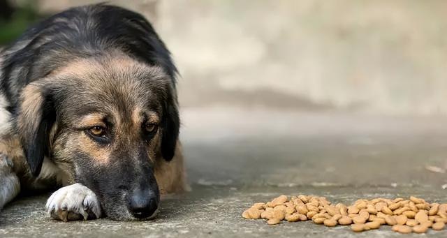 狗狗都不可以吃什么东西？宠物主人必须知道的饮食禁忌有哪些？