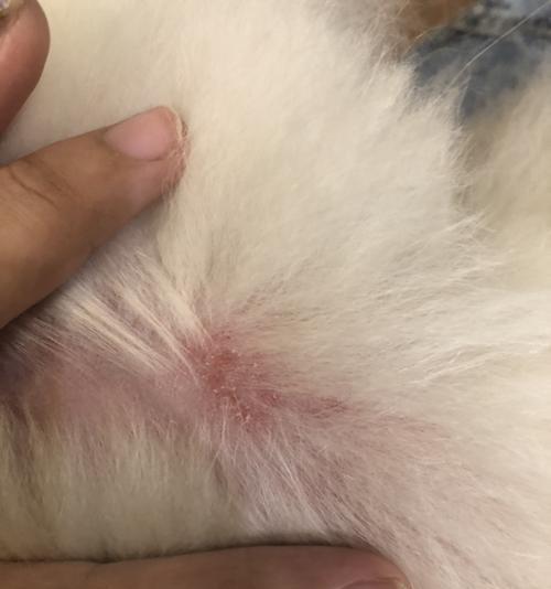 狗狗肚子很红是什么原因？如何处理？