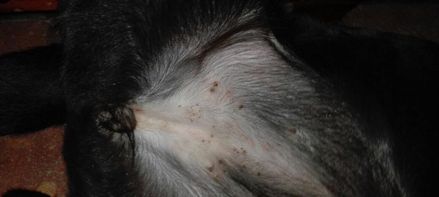 狗狗肚子上张大包怎么办？如何正确处理宠物皮肤肿块？