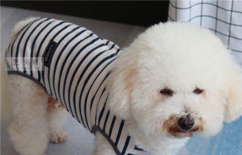 狗狗肚子一直叫怎么办啊？可能的原因和解决方法是什么？