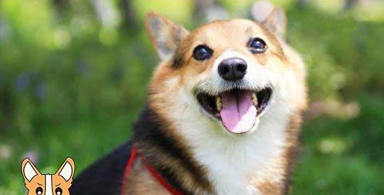 狗狗多大可以开始吃幼犬粮？幼犬粮的正确喂食时间是什么时候？
