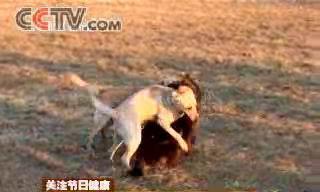 狗狗发情闹怎么办？有效解决方法有哪些？