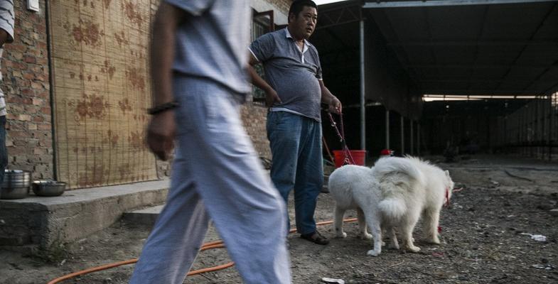 狗狗发情闹怎么办？有效解决方法有哪些？