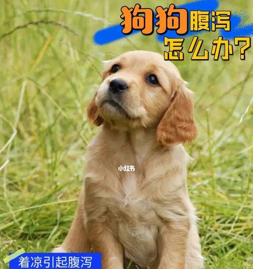 狗狗发热了怎么办？可能的原因和处理方法是什么？