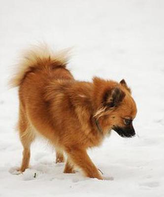 狗狗肺结核的治疗方案有哪些？如何有效治疗狗狗肺结核？