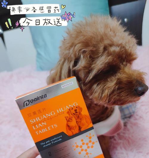 狗狗感冒鼻涕吃什么药好？宠物医生推荐的治疗方法是什么？