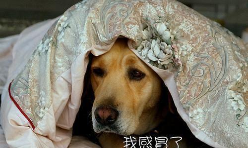 狗狗感冒干呕吃什么药好？如何正确选择宠物药物？