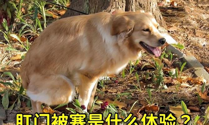 狗狗肛门发炎如何处理？有效治疗方法有哪些？