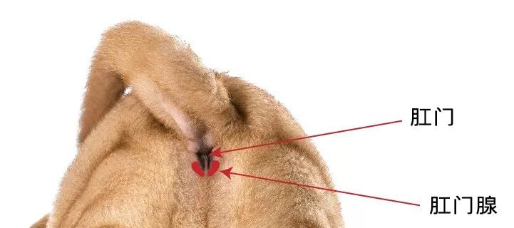 狗狗肛门腺化脓了怎么办？哪种药物治疗效果最好？
