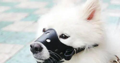 狗狗工作的图片带字图片在哪里找？如何下载使用？