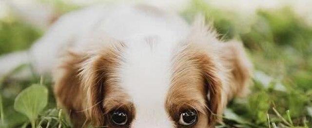 狗狗怀孕期间禁食哪些食物？如何确保安全喂养？
