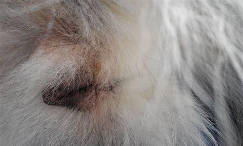 狗狗怀孕期间需要注意什么？如何确保母犬和幼犬健康？