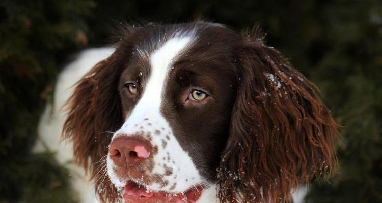 狗狗怀孕期间需要注意什么？如何确保母犬和幼犬健康？