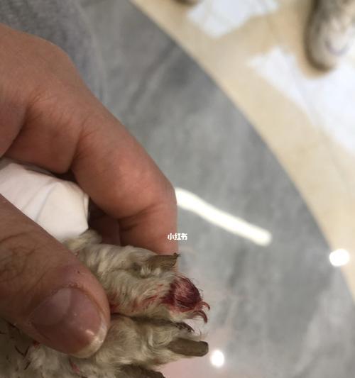 狗狗脚趾甲出血了怎么办？紧急处理和预防措施是什么？