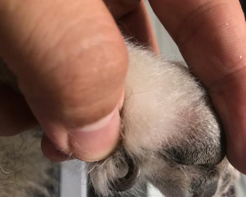 狗狗脚趾甲出血了怎么办？紧急处理和预防措施是什么？