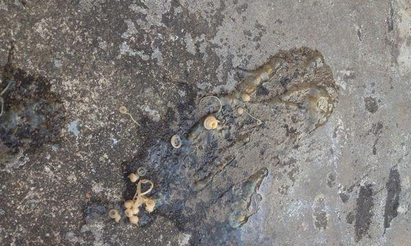 狗狗拉出长虫子应该吃什么药？如何正确处理？