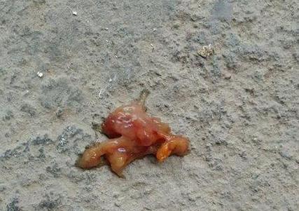 狗狗拉尿带血丝是什么原因？如何处理？