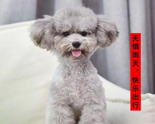 狗狗频繁抓痒是什么原因？如何解决？