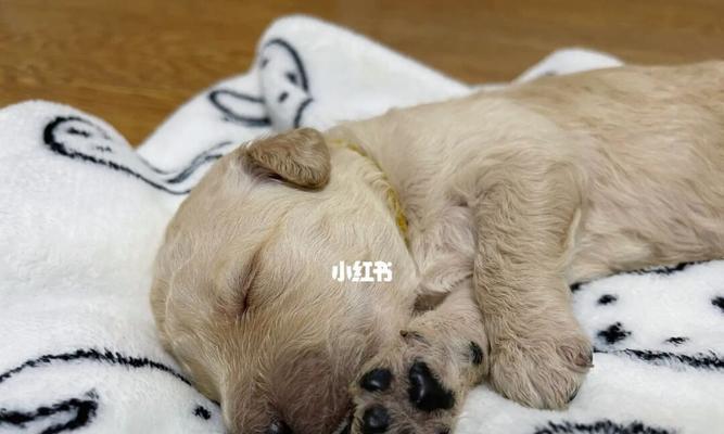 狗狗奶发硬有奶怎么回事？如何处理？