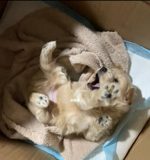 狗狗奶发硬有奶怎么回事？如何处理？
