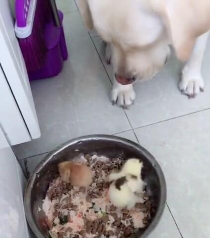 狗狗能吃刚冷掉的米饭吗？对健康有影响吗？