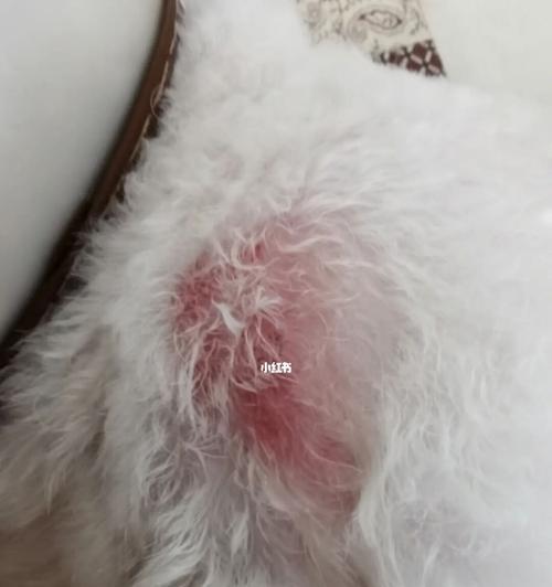 狗狗皮肤破了结痂了怎么办？如何正确处理和护理？