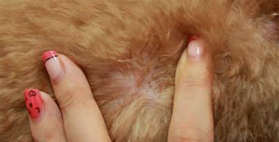 狗狗皮肤破了结痂了怎么办？如何正确处理和护理？