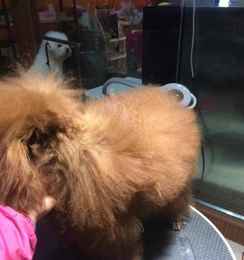 狗狗屁股很臭怎么回事啊？如何有效解决？