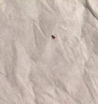 狗狗身上出现虫子了怎么办？如何用图片识别和处理？
