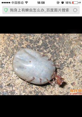 狗狗身上出现虫子了怎么办？如何用图片识别和处理？