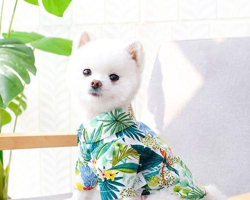 狗狗身上出现小疙瘩是什么原因？如何处理？