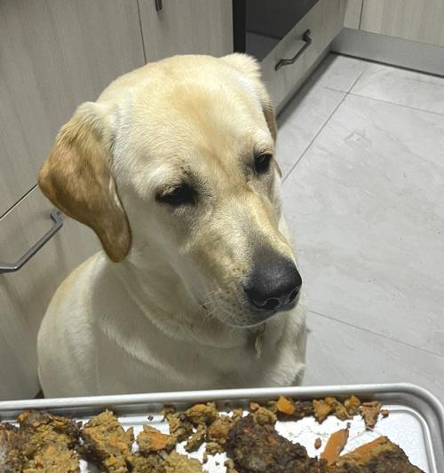 狗狗瘦弱食欲不振怎么办？如何提高狗狗的食欲？