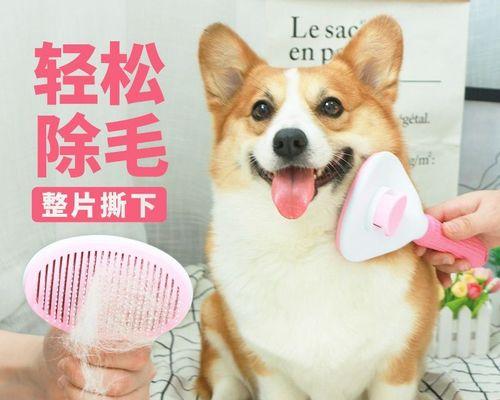 狗狗梳毛时应该注意什么？梳毛的正确步骤和常见误区有哪些？