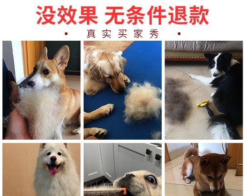 狗狗梳毛时应该注意什么？梳毛的正确步骤和常见误区有哪些？