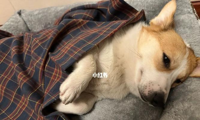 狗狗睡觉时发出声音是正常的吗？可能的原因有哪些？