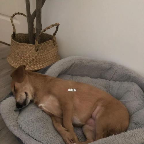 狗狗睡觉时发出声音是正常的吗？可能的原因有哪些？