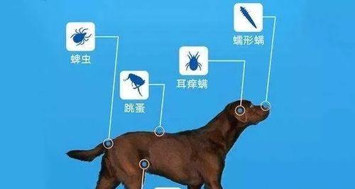 狗狗突然吐出虫子是什么原因？如何处理？