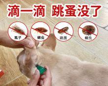 狗狗突然吐出虫子是什么原因？如何处理？