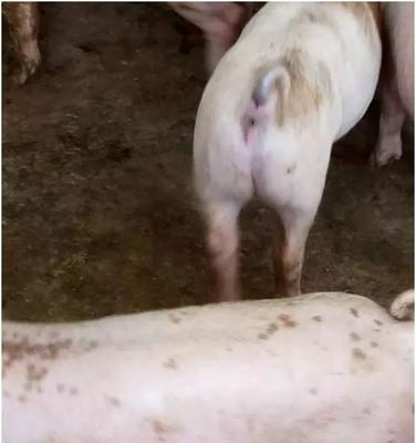 狗狗外阴红肿用什么药膏？如何正确选择和使用？