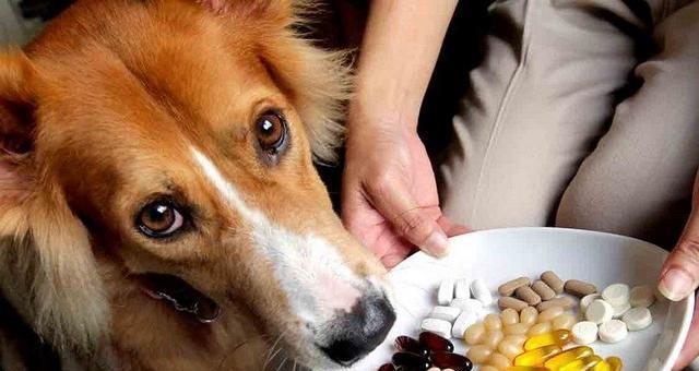 狗狗完全不吃东西怎么办？如何应对宠物食欲不振？