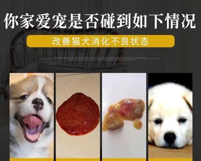 狗狗吐黄水拉肚子是什么原因？如何处理？