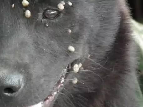 狗狗血液寄生虫怎么治疗？有效治疗方法有哪些？